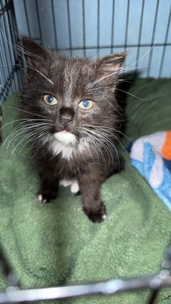 Male kitten 