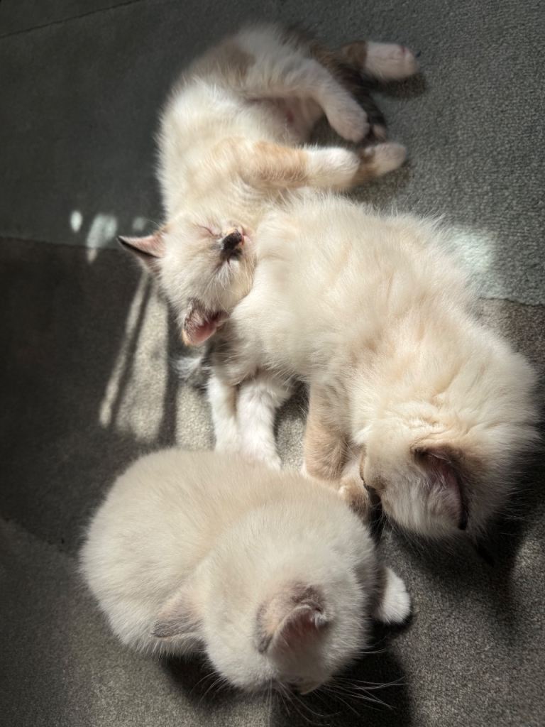 Ragdoll kitten 