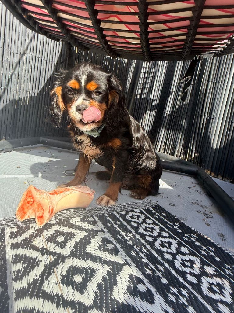 Male cavalier King Charles spaniel