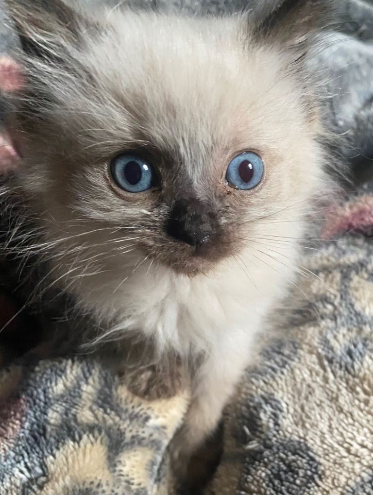 Birman Blue Point kitten ready to leave
