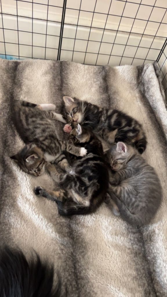 4 kittens for sale. 