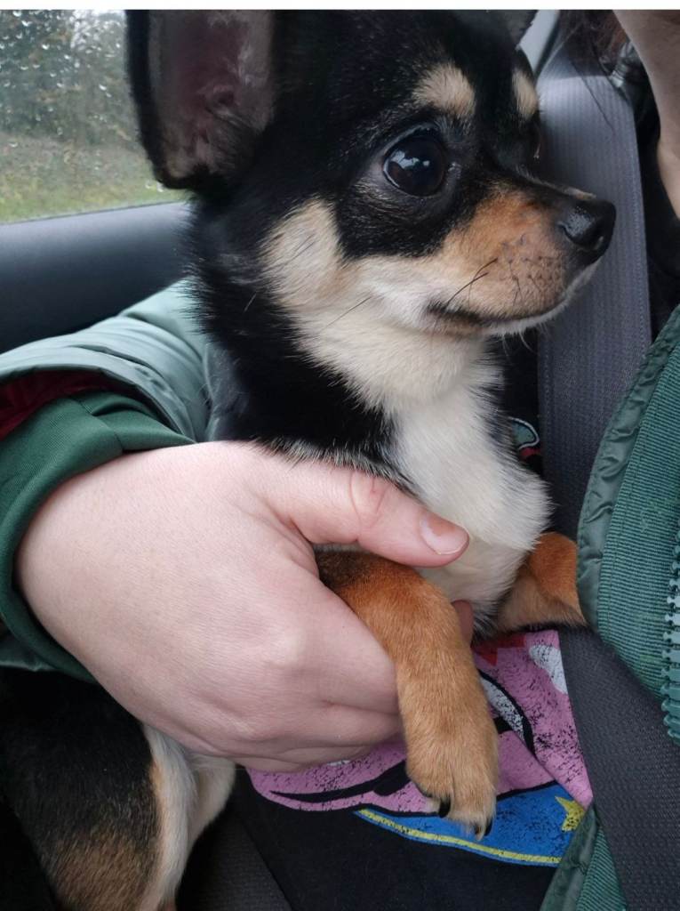 Chihuahua