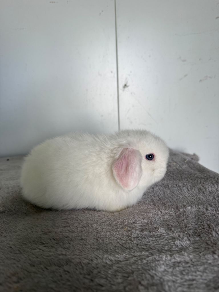 Beautiful pure mini lops to reserve 