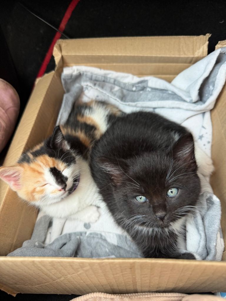Kittens 