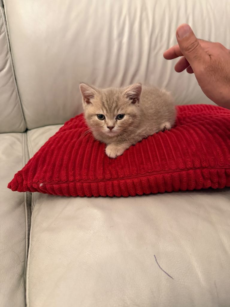 Male British shorthair kitten