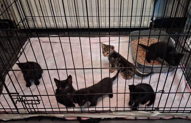 Kittens ready now, 8 weeks old, 