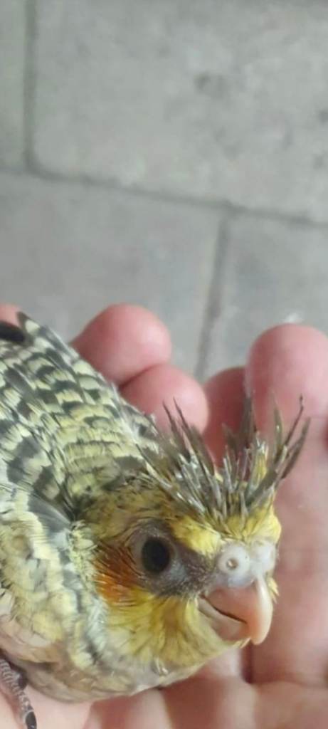 Hand tamed, baby cockateil ready to leave ! 