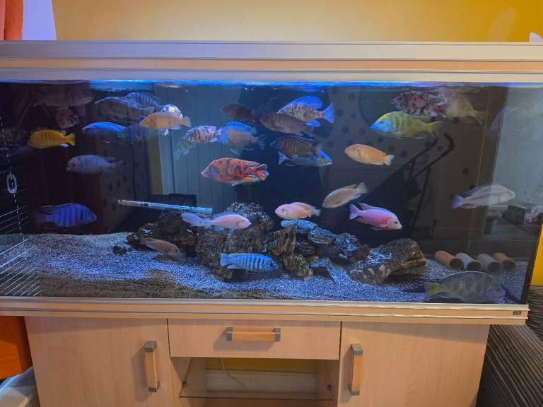 African cichlids only