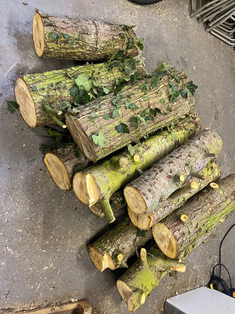 Wood Logs for Firewood