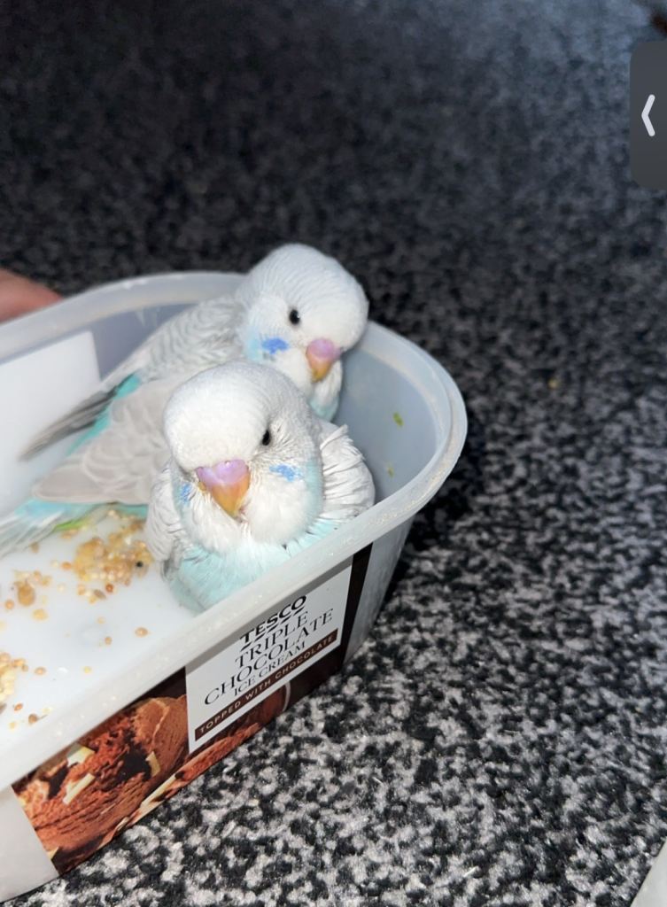 Baby budgies for sale