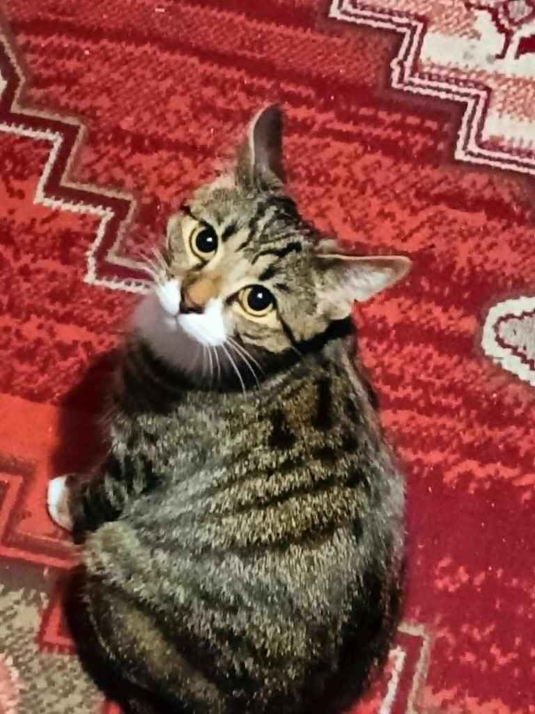 Grey Tabby 1 Year Old Cat - Healthy & House-Trained 