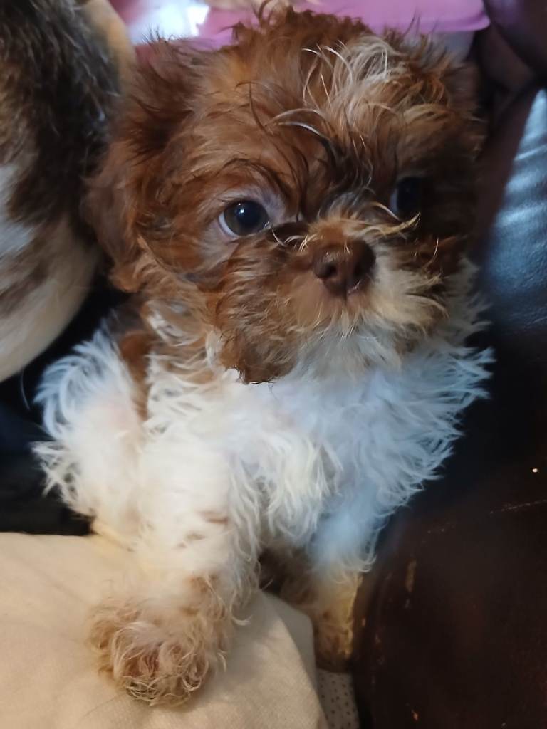 READY NOW - Beautiful Shihpoo Puppies 