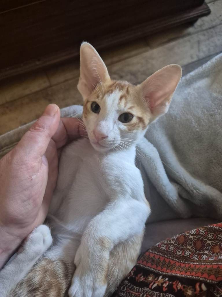 Pedigree Oriental kittens