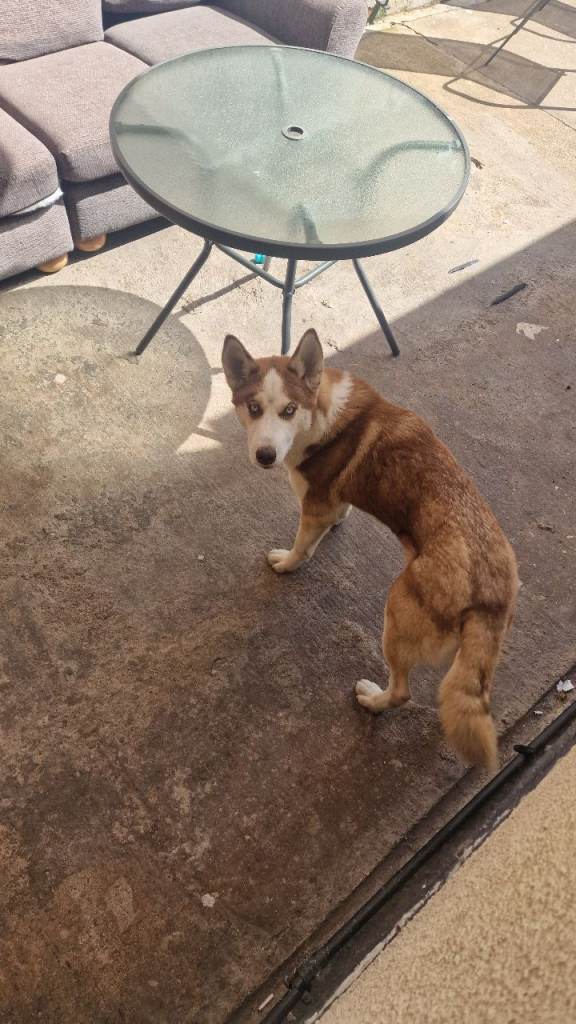 Siberian husky 