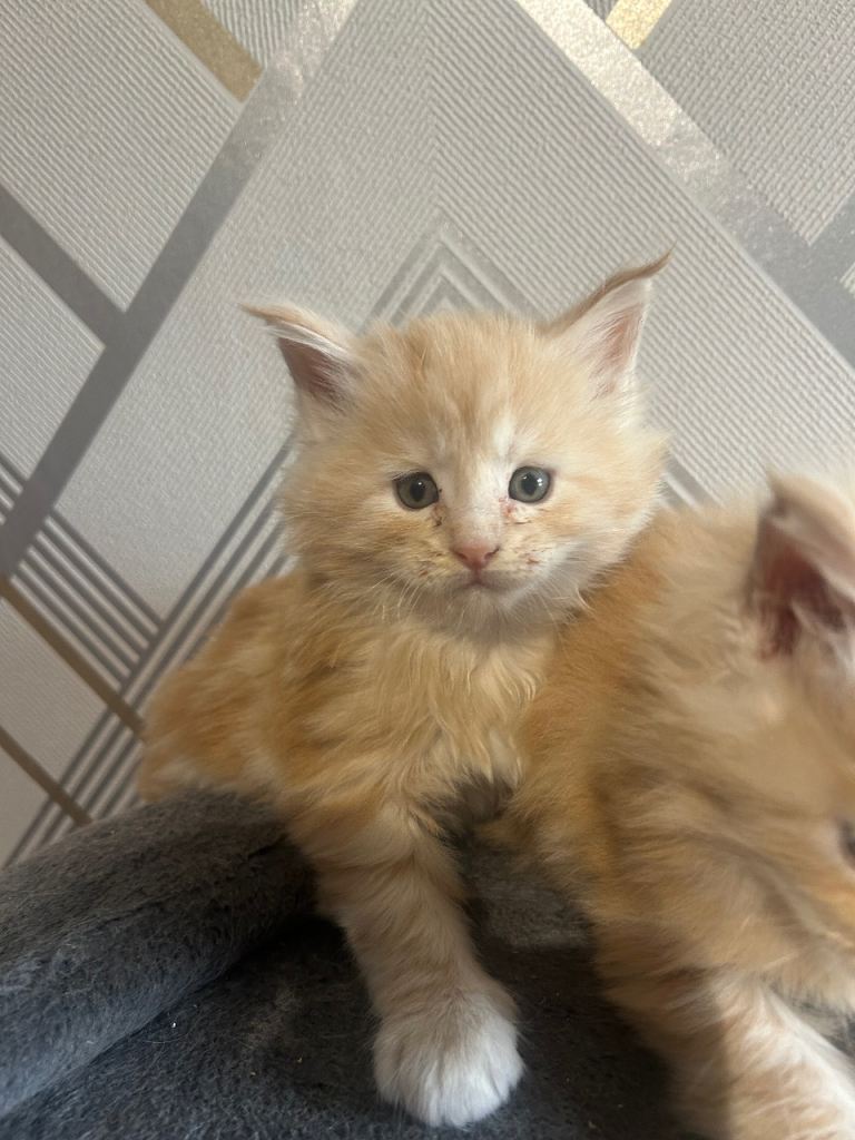 Special little Maine Coon kittens for sale 