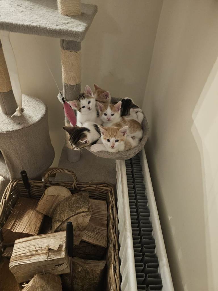 Adorable Kittens