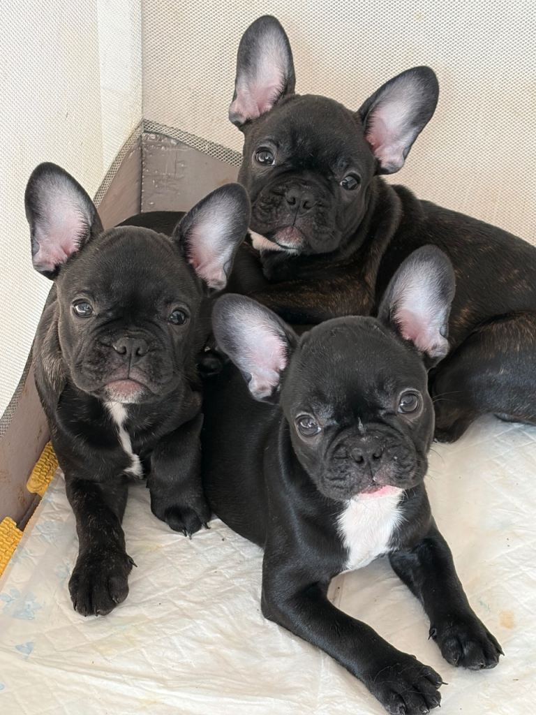 French bulldog 