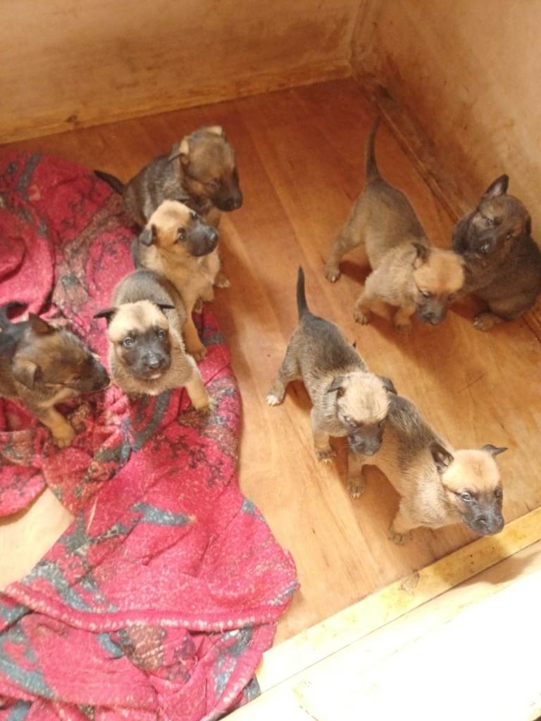Malicious puppies 
