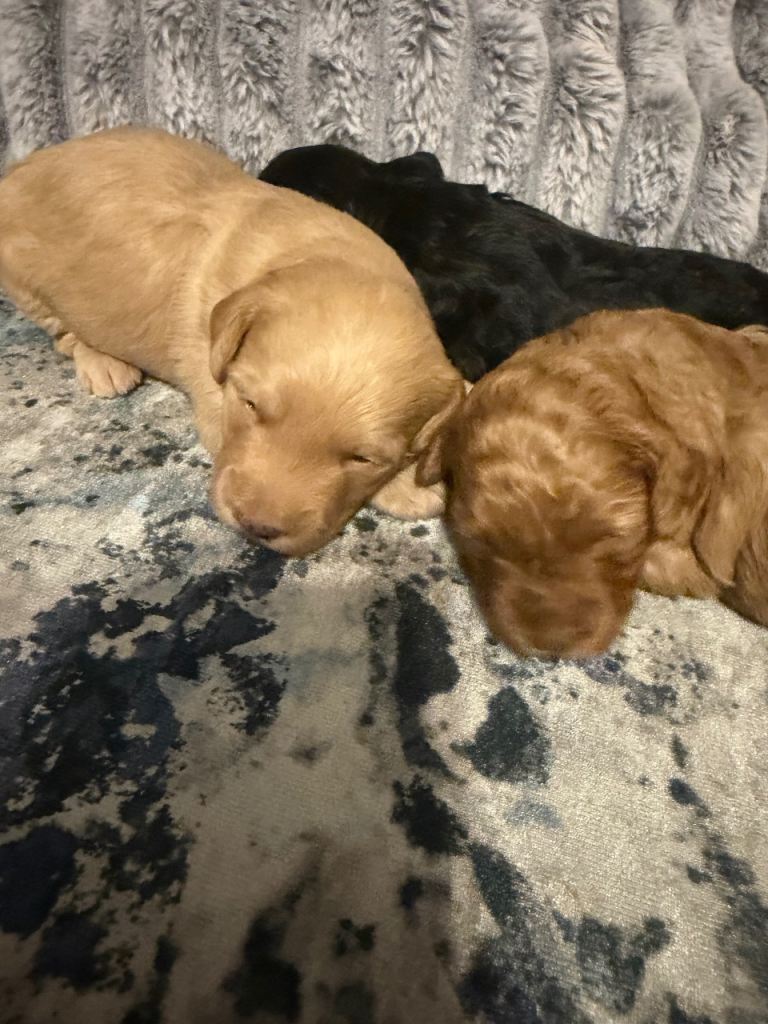 Beautiful Yorkiepoo puppies 