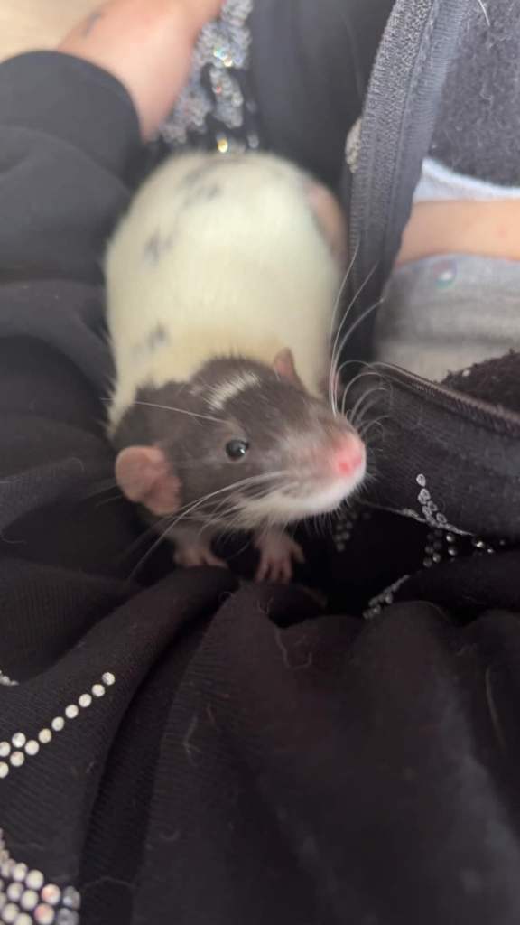 Two male rats with full set up 