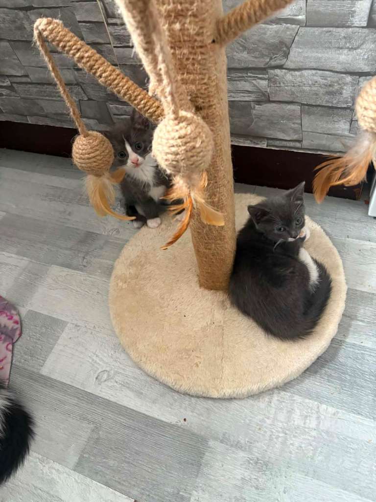 KITTEN