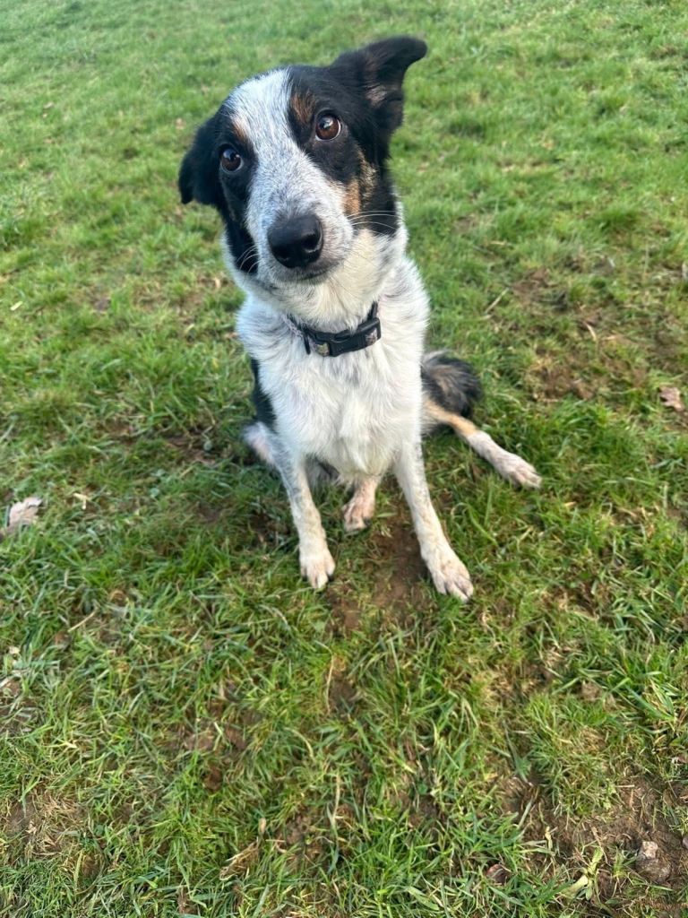 Border collie x Heeler 