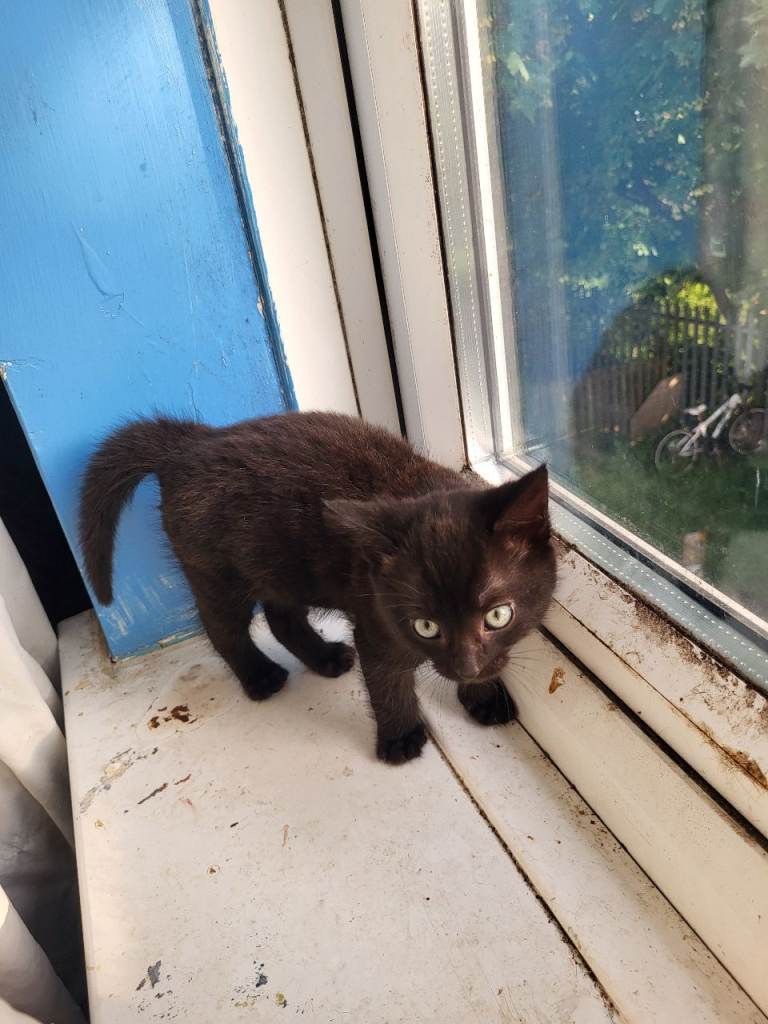 3 black kittens