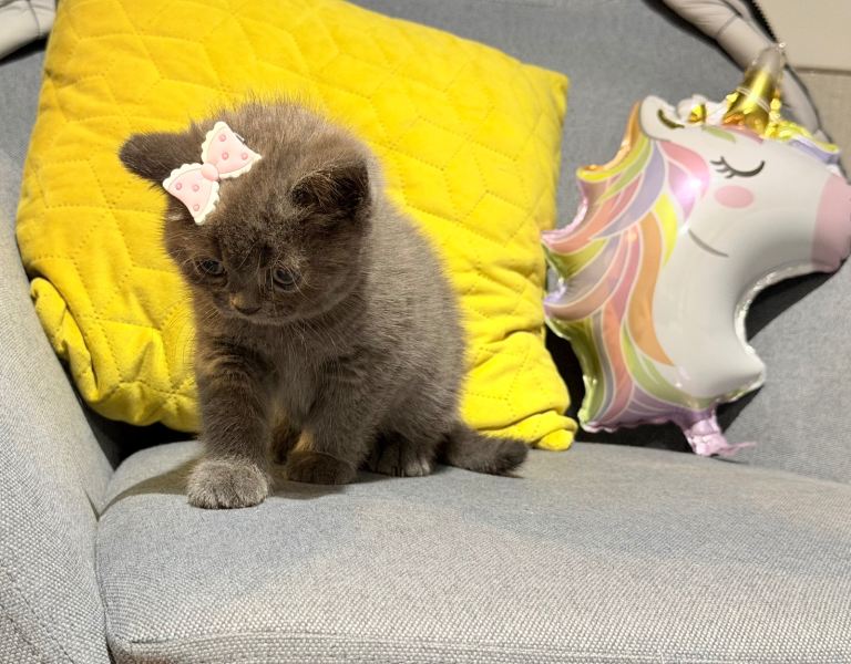 British shorthair kitten