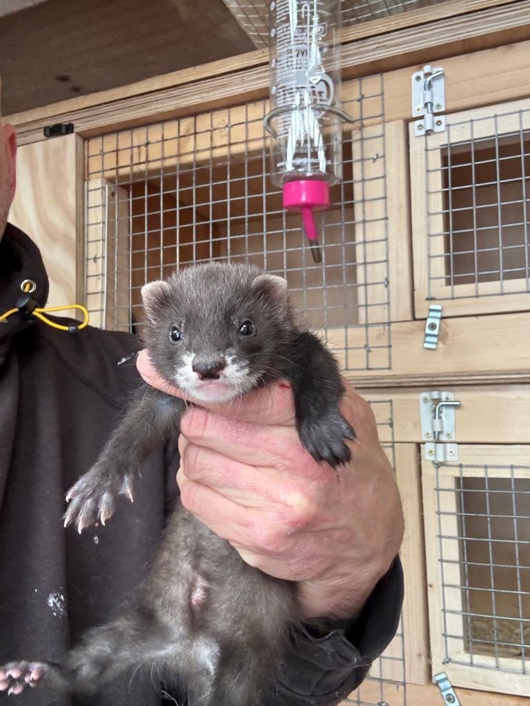 Black line ferrets 