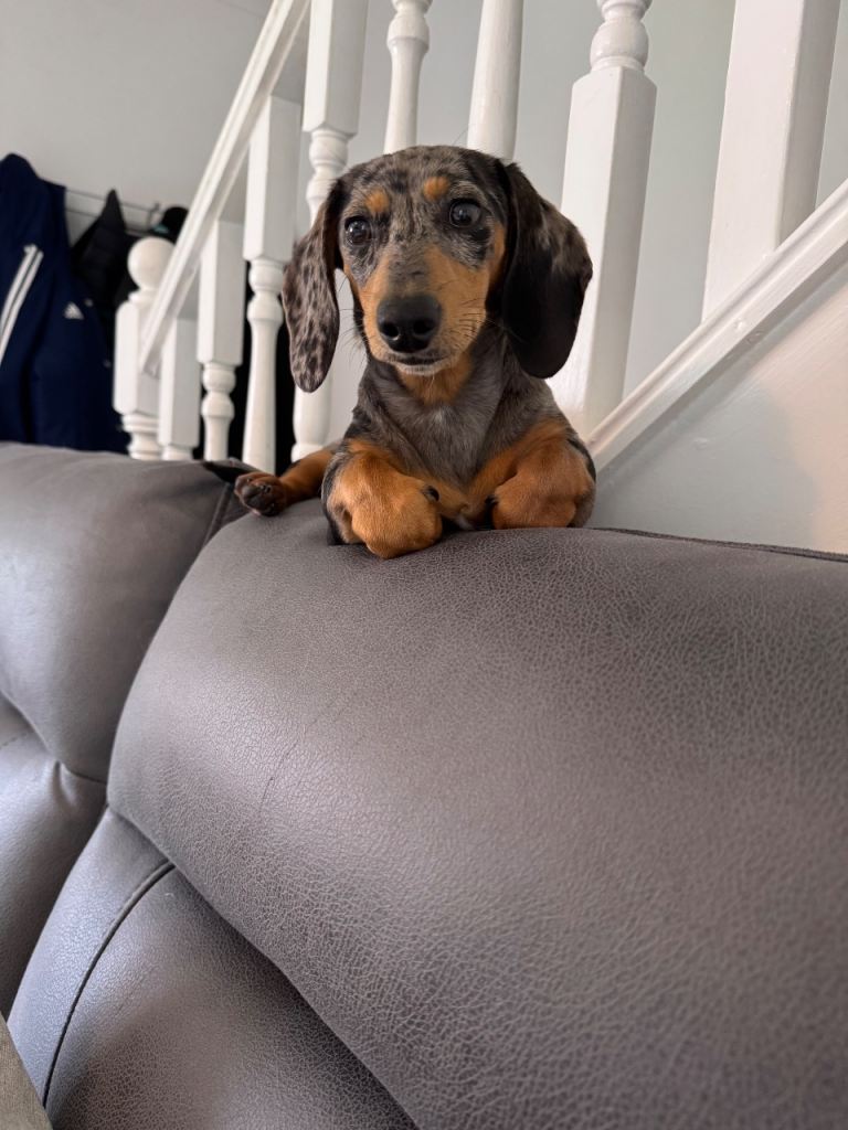 7 month old female miniature dachshund 