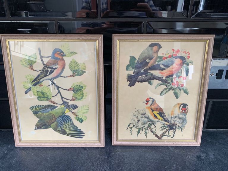 2x vintage bird pictures 