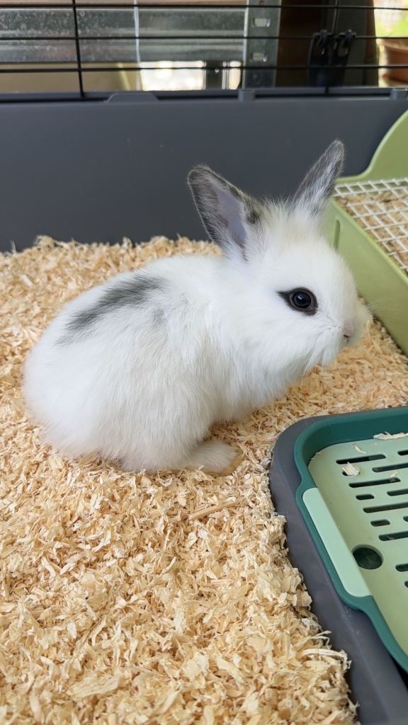 Cute bunnies