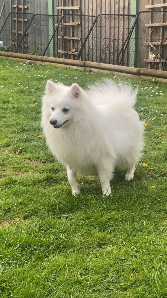 Spitz puppies 