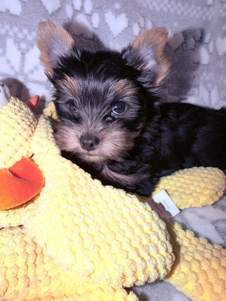 Small boy Yorkshire terrier