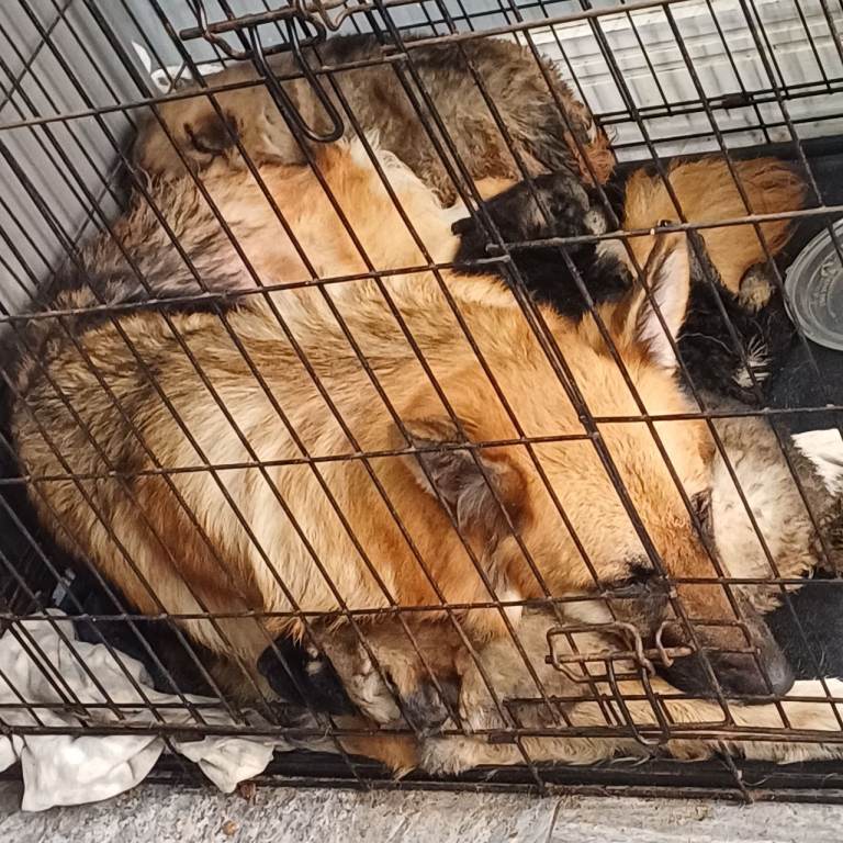 German Shepherd puppies