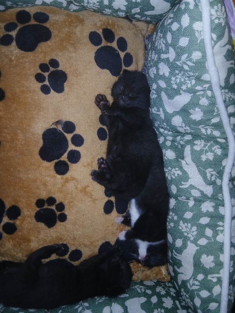 Kitten 8 weeks and 4 weeks