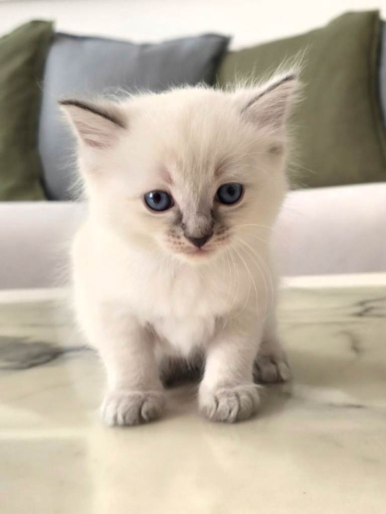 🤍 Pure Ragdoll Kittens Blue Point & Lynx Ready Now