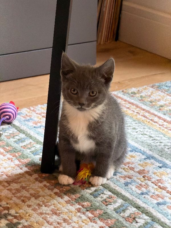 Beautiful Grey Kitten