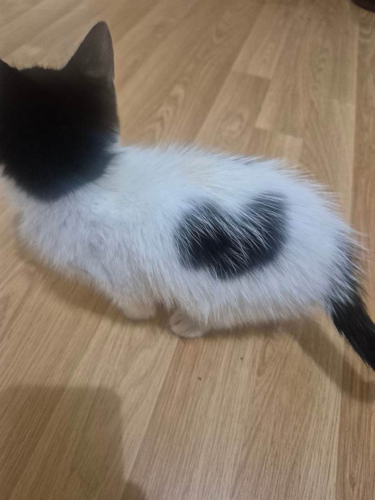 Adorable kitten for sale