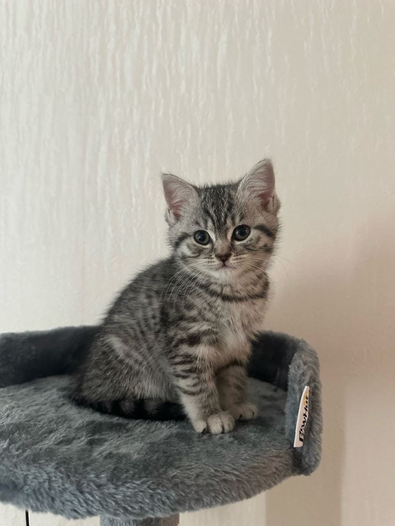 silver tabby british shorthair 