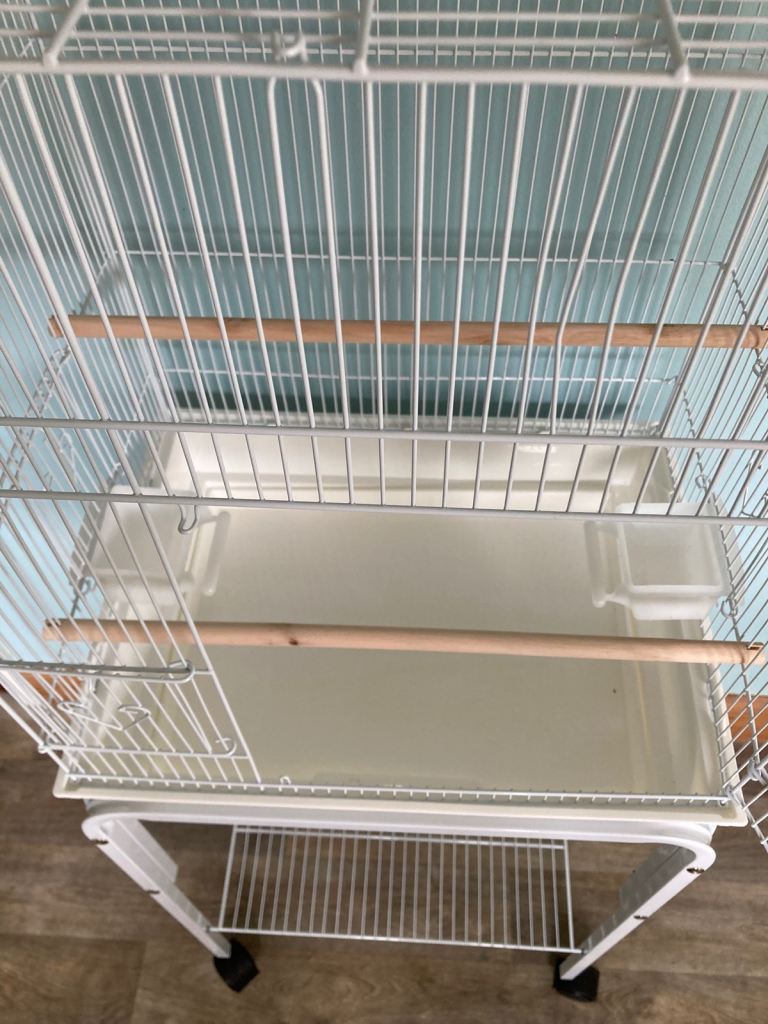 Cockatiel or budgies 