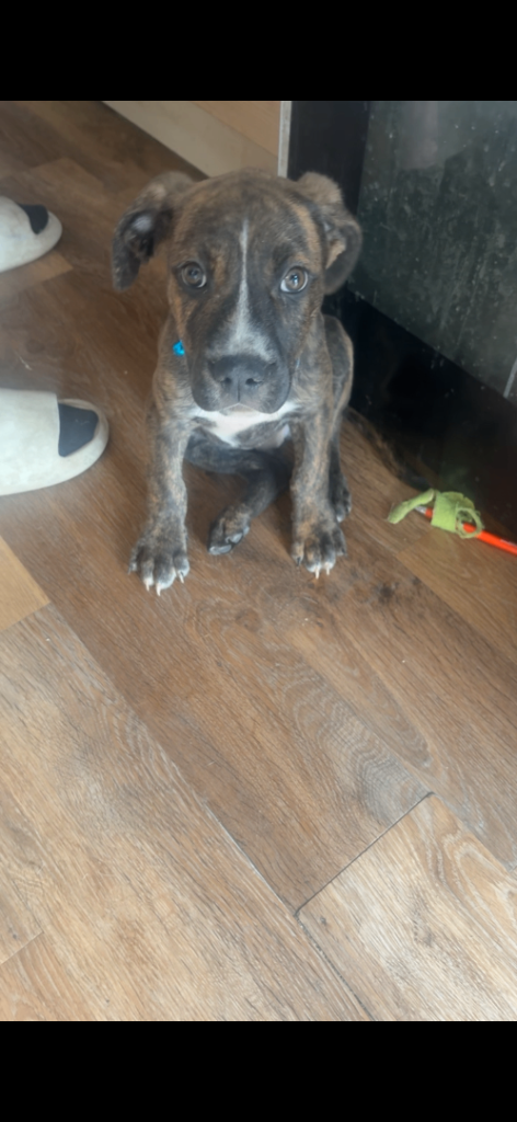 Presa canario 
