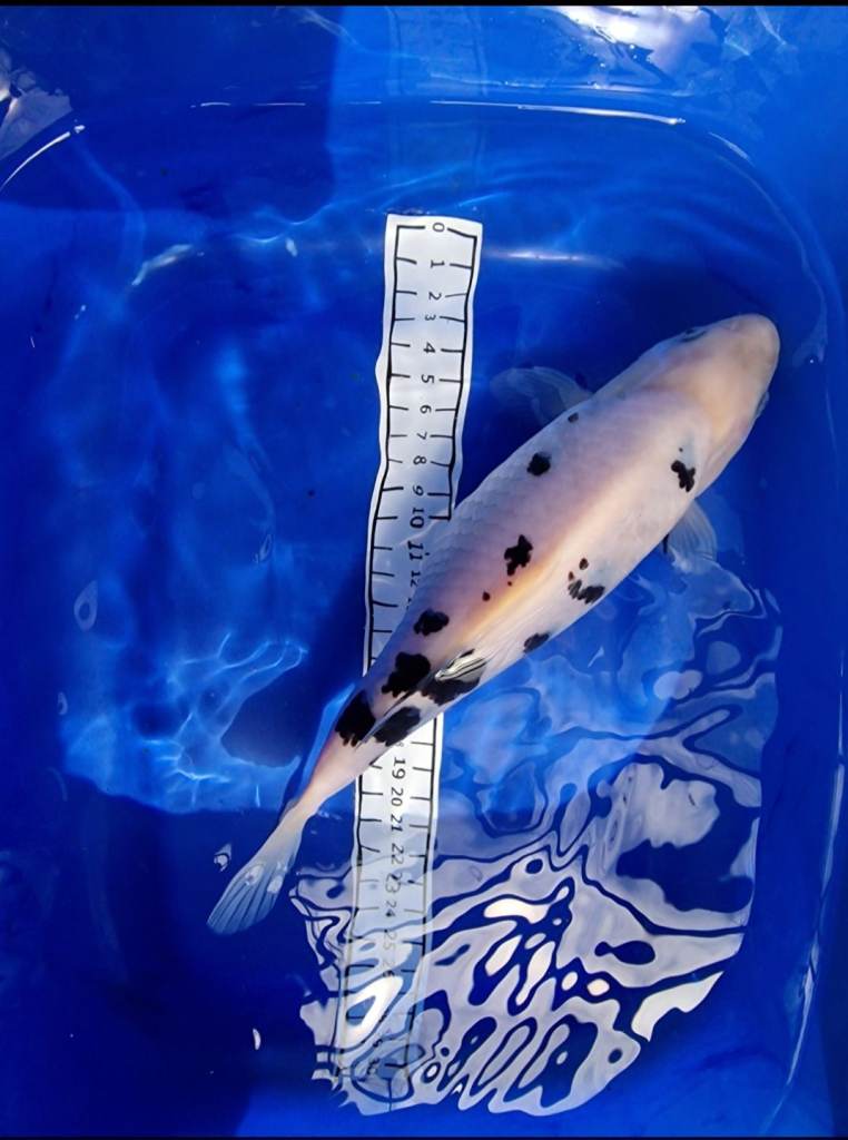Koi carp for sale 
