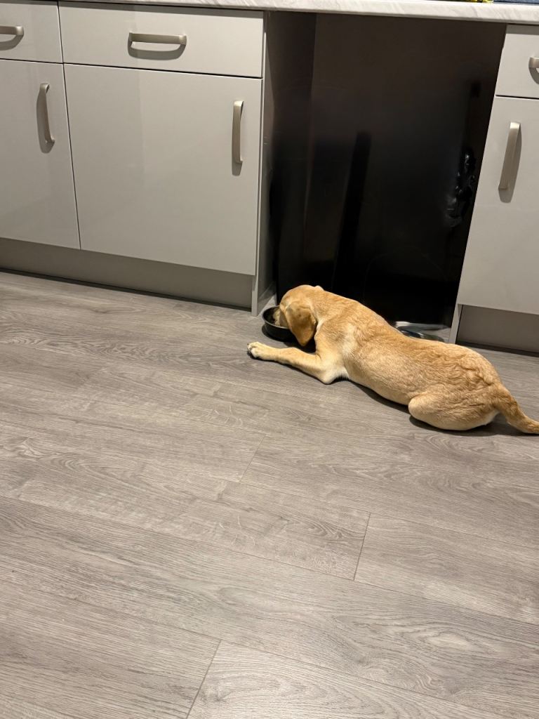 Labrador 