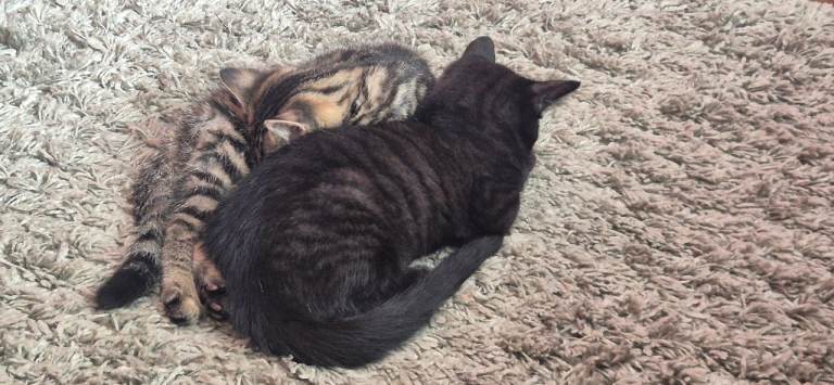 1 kitten for sale.