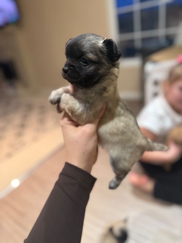 2 CHIHUAHUA BOYS LEFT 