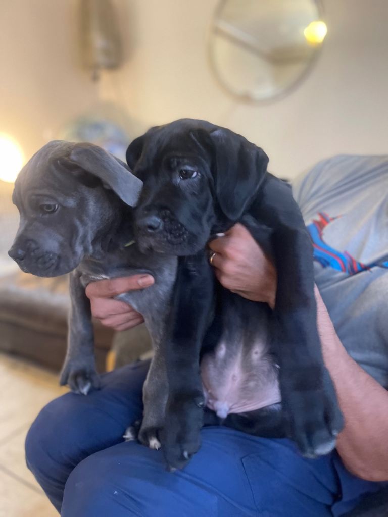 Cane Corso Pups ICCF REGISTERED 5*****