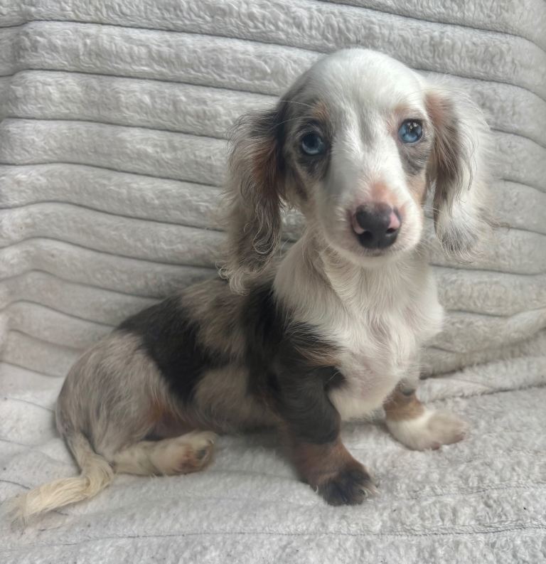 Mini longhaired kc reg Daxie’s 