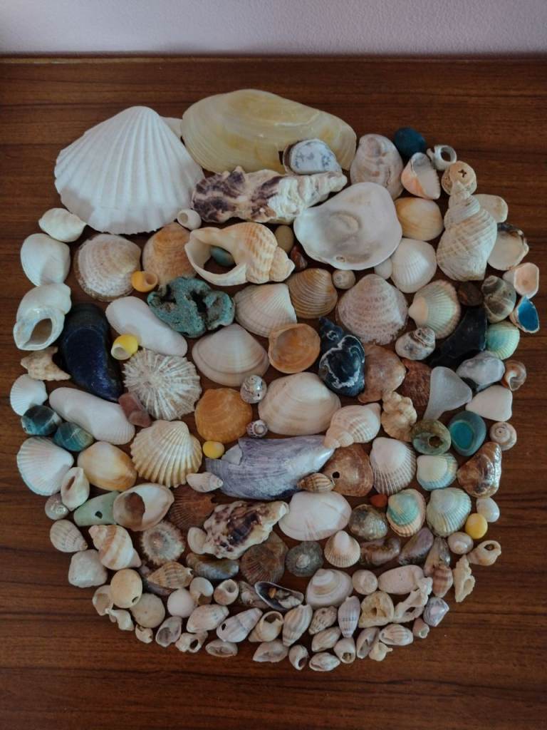 Collection of Clean Seashells, for Crafts, Display or a Fish Tank. See the photo & details below!
