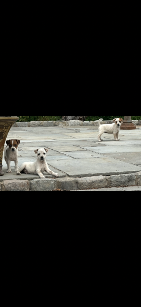 Rough coated jack Russell puppies 
